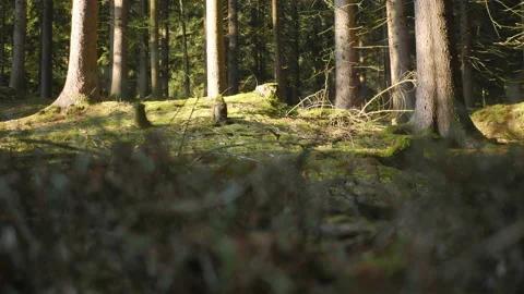 Forest ground with fir and pine trees and moss Stock Footage 148001804