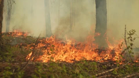 Forest Ground Fire Burning With Smoke In Slow Motion Wildfire 스톡 동영상 346193150