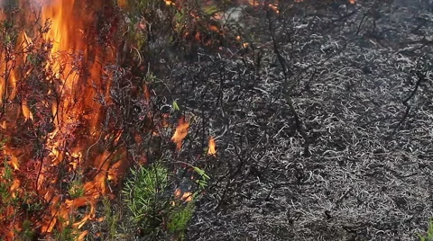 Forest ground fire close up. Stock Footage 60417492