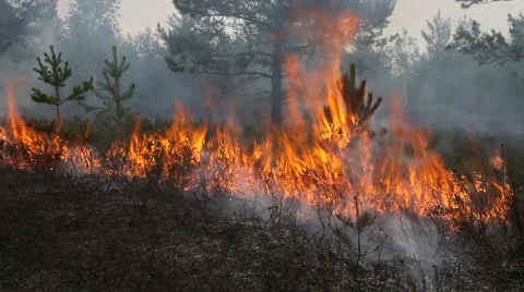 Forest ground fire line Vídeos de archivo 55700616