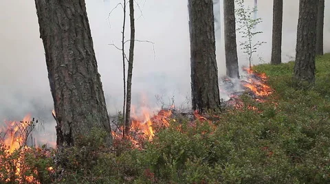 Forest ground fire line Stock Footage 65486919