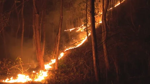 Forest ground fire line in tropical forest at night. Video stock 67507227