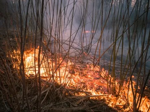 Forest ground fire Stock Photos