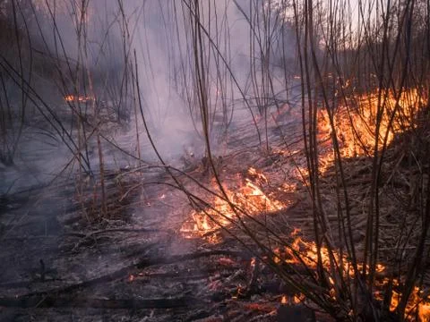 Forest ground fire Stock Photos