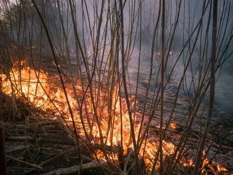 Forest ground fire Foto stock