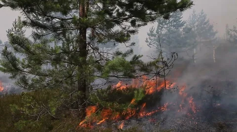Forest ground fire slowly climbing up onto pine tree. Stock Footage 58569872