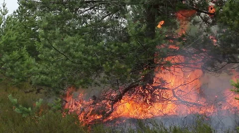 Forest ground fire under pine tree. Stock Footage 60417407