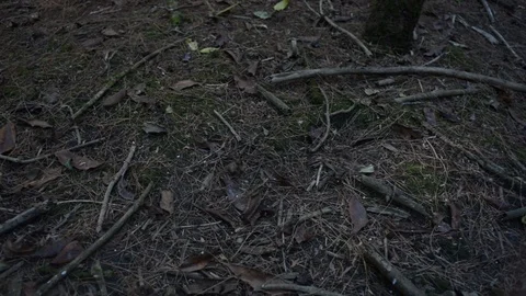 Forest ground 库存影片 85920540