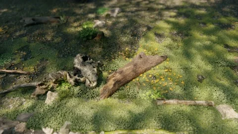 Forest ground Stock-Footage 143566139