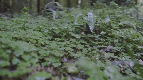 Forest ground full of clovers and some ferns. Soft camera move. 스톡 동영상 248330568