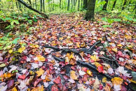 Forest ground is fully covered by multicoloured fall maple leaves Stock Photos