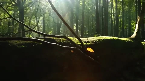 Forest Ground Illuminated by Sunlight Stock Footage 322827531