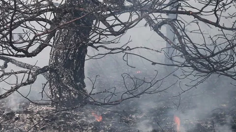Forest ground just after forest fire. Stock Footage 60417544