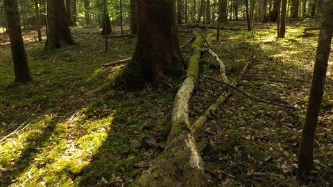 Forest ground with laying dead tree Vídeos de archivo 128932129