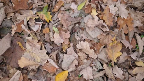 Forest ground with leaves rolling in slow motion Video stock 168909869