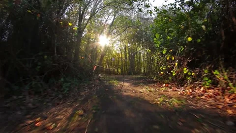 Forest ground level Stock Footage 221170382