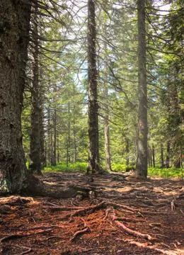 Forest ground with many roots Stock Photos