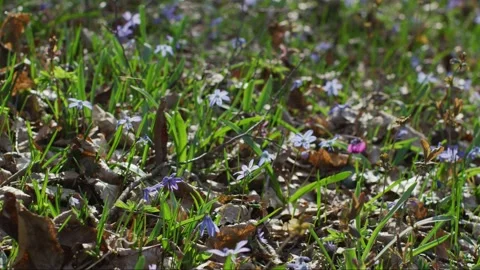 Forest ground with new grass Video stock 138173715