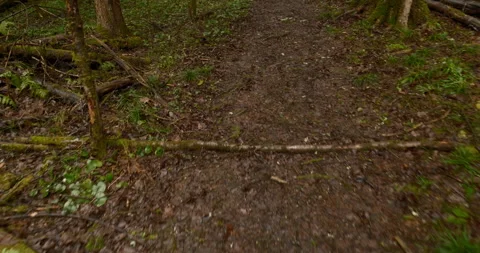 A forest ground path with earthy textures Stock Footage 332917523