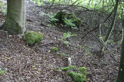 Forest ground Foto stock