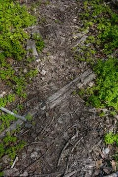 Forest ground Foto stock