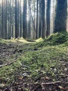 Forest ground Foto stock