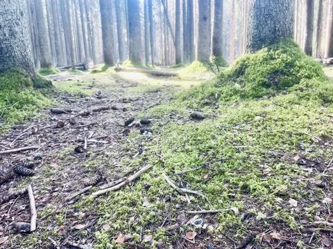 Forest ground Stock Photos