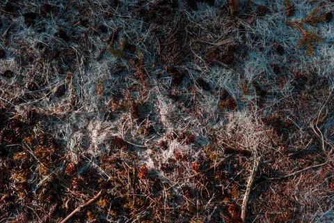 Forest ground Stock Photos