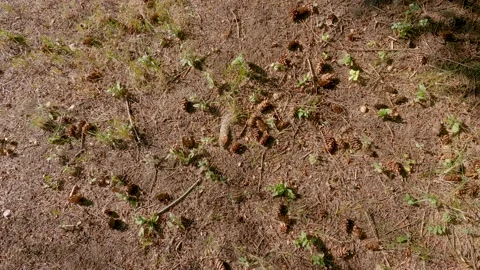 Forest ground pine cone spine natural background Stock Footage 163651404