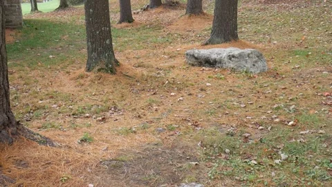 Forest ground with a rock beside trees 스톡 동영상 141765216