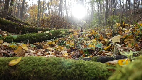 Forest ground with sunlight shining down it 스톡 동영상 141766091