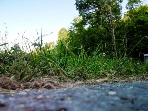 Forest ground texture with moss and branches found in a european forest Foto stock