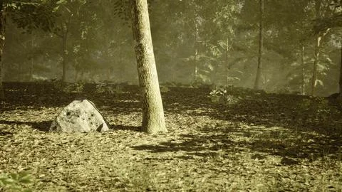 Forest ground with tree and rock during daytime in a natural setting Ilustración de archivo