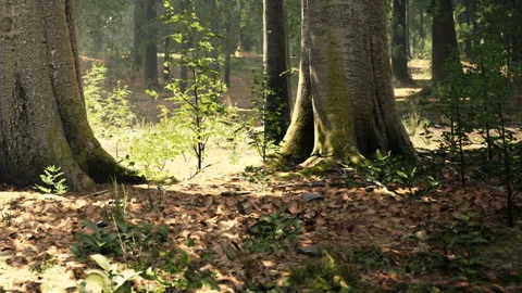 Forest ground with trees and plants under bright sunlight Video stock 348558872