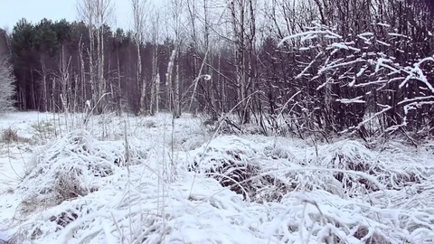 Forest ground under snow cover. Tracking wide shot of beautiful winter landscape Stock Footage 74992177