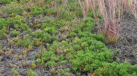 Forest ground vegetation few years after forest fire. Stock Footage 60420149