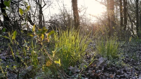 Forest groundcover during sunset at the beginning of spring. Slide Left to Ri Video stock 106622283