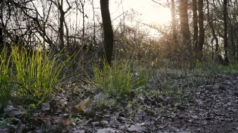 Forest groundcover during sunset at the beginning of spring. Slide Right to L Stock Footage 106626483