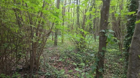 Forest Grounds Vidéo 336735255