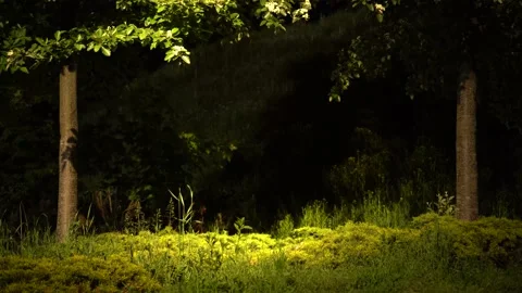 Forest grove Stock Footage 131401396