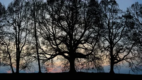 Forest Grove Silhouette Tree Branches Video stock 238797531