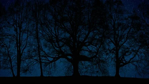 Forest Grove Silhouette Tree Branches Stock Footage 239658692