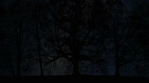 Forest Grove Silhouette Tree Branches 스톡 동영상 239805593