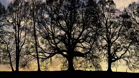 Forest Grove Silhouette Tree Branches Stock-Footage 239883270