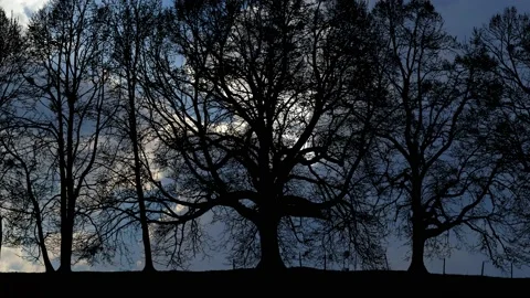 Forest Grove Silhouette Tree Branches Stock-Footage 239886156
