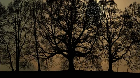 Forest Grove Silhouette Tree Branches Video stock 239911592