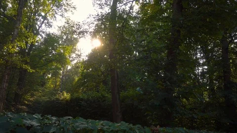 Forest Grove. The sun passes its rays through the branches of trees. Green bushe Vidéo 126638673