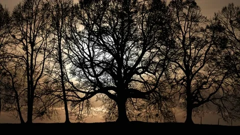 Forest Grove Trees Silhouette Tree Branches, Stock Footage 236948922