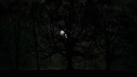 Forest Grove Trees Silhouette Tree Branches, Stock Footage 236961037