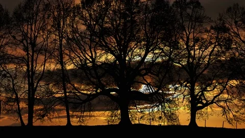 Forest Grove Trees Silhouette Tree Branches, Stock Footage 238061067